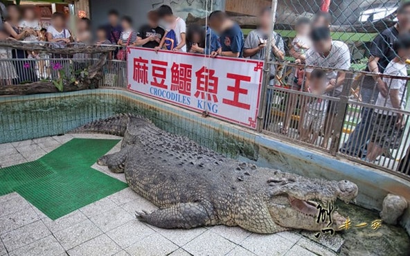 麻豆鳄鱼王生态教育农场