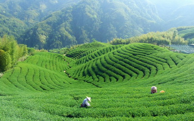 大鞍山林瓦舍照片： 茶園