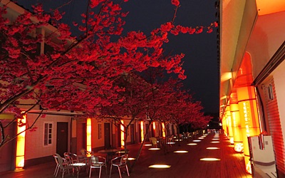 櫻花渡假會館照片： 夜櫻走道