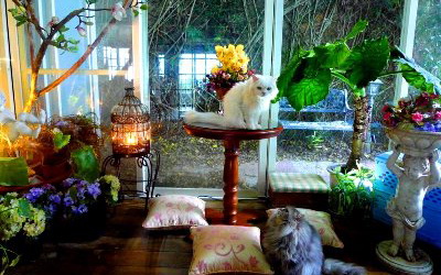 海華休閒別墅照片： 貓窩