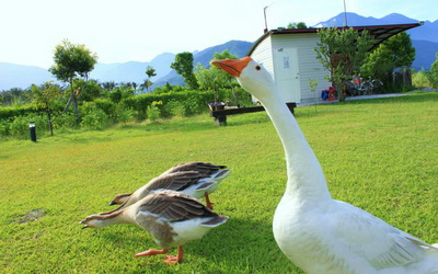 橄欖樹農坊照片： 庭園