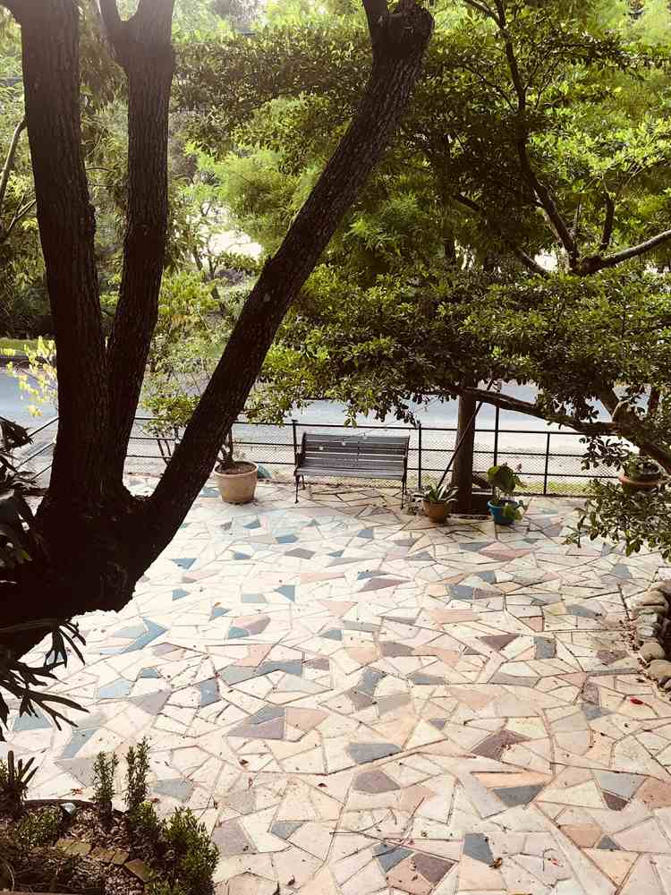 湖畔栗鯉 Lake Lily照片： 