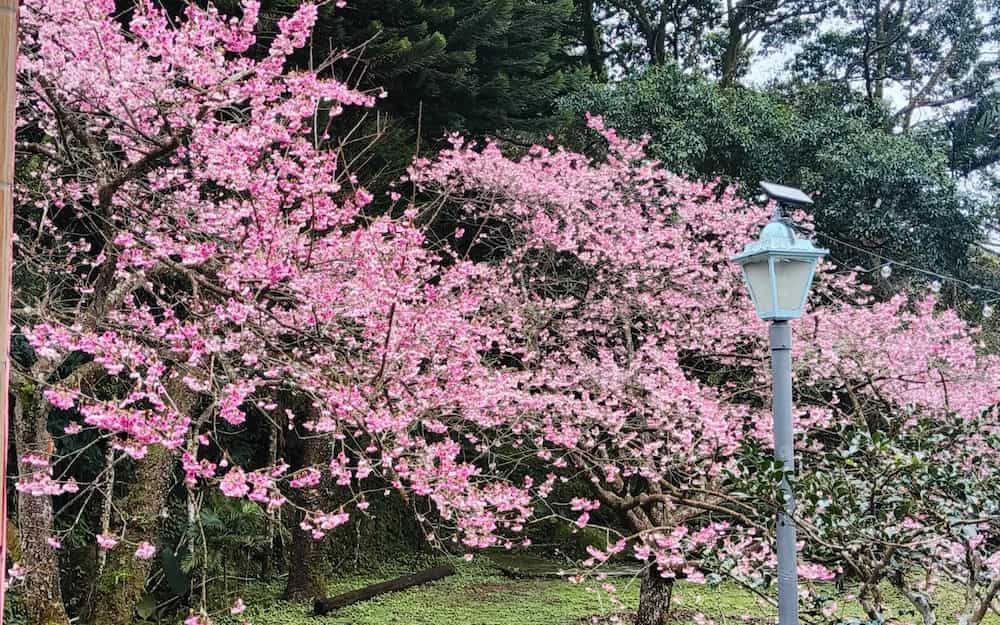三峽阿桂的家照片： 