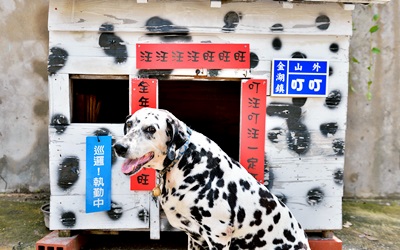 叮叮單車民宿照片： image08