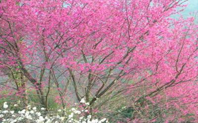 名蘭楓香花園照片： 005-050-b3
