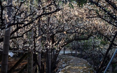 梅花隧道