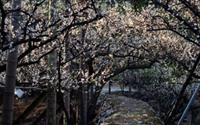 「梅花隧道」主要建物圖片