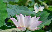 「白河蓮花」主要建物圖片