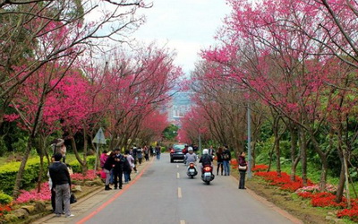 北投櫻花隧道(吳氏宗祠)
