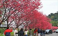 「泰安派出所櫻花林」主要建物圖片