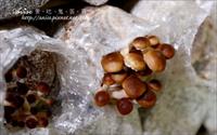 「豐年生態農場」主要建物圖片