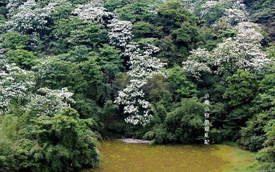 四腳亭油桐花