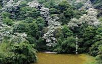 「四腳亭油桐花」主要建物圖片