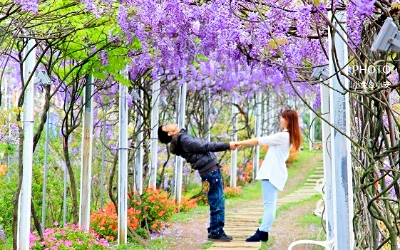 紫藤咖啡園 (屯山園區)照片： CR=「小兔小安旅遊札記」