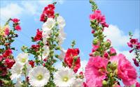 「學甲蜀葵花田」主要建物圖片