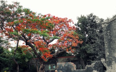 湖內蕃茄會社照片： CR=「豬小詠」BLOG