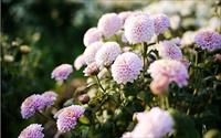 「銅鑼杭菊」主要建物圖片