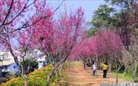 「銅鑼櫻花隧道」主要建物圖片