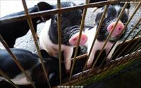 「乳牛的家」主要建物圖片