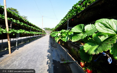 善化加洲草莓園照片： CR=「許傑旅行圖中」BLOG