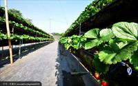 「善化加洲草莓園」主要建物圖片