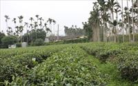 「南投茶葉」主要建物圖片