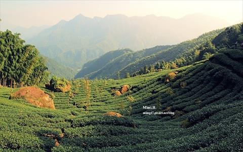 大崙山觀光茶園 南投景點推薦 瘋台灣南投民宿網