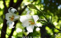 「野百合祕密花園」主要建物圖片