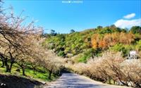 「土場梅園」主要建物圖片