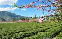「草坪頭玉山觀光茶園」主要建物圖片