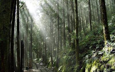 太平山森林遊樂區照片： CR=「任性喵的幸福樂章」BLOG
