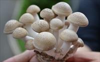 「隆谷養菇場」主要建物圖片