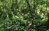 「嶺腳寮山步道」主要建物圖片