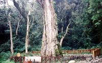 「神木村神木」主要建物圖片