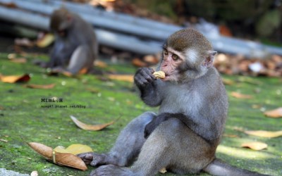 烏山台灣獼猴區照片： CR=「mimi韓隨心所欲的生活」