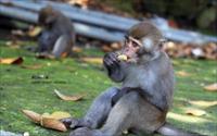 「烏山台灣獼猴區」主要建物圖片