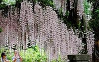 「白河石斛蘭瀑布」主要建物圖片