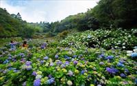 「高家繡球花田」主要建物圖片