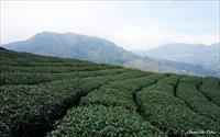「碧湖山觀光茶園」主要建物圖片
