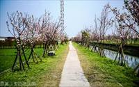 「羅莊櫻花步道」主要建物圖片
