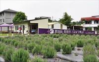 「葛瑞絲香草田」主要建物圖片