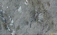 「過港貝化石層」主要建物圖片