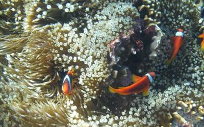 蘭嶼浮潛照片： CR=「星夜民宿」BLOG