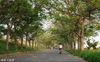 「苦楝樹綠色隧道」主要建物圖片