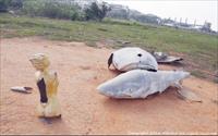 「鯊魚墳場」主要建物圖片