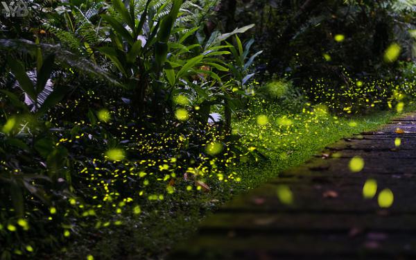 山中湖賞螢步道