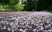 「銅鑼雙峰桐花步道」主要建物圖片