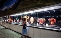 「宜蘭綺麗珊瑚博物館」主要建物圖片