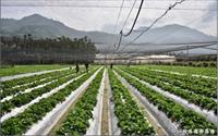 「羊來了草莓園」主要建物圖片