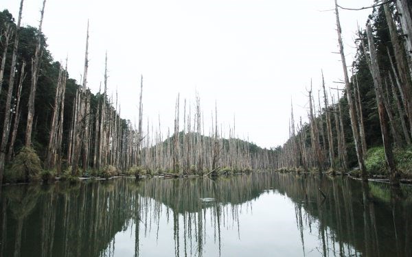 水漾森林